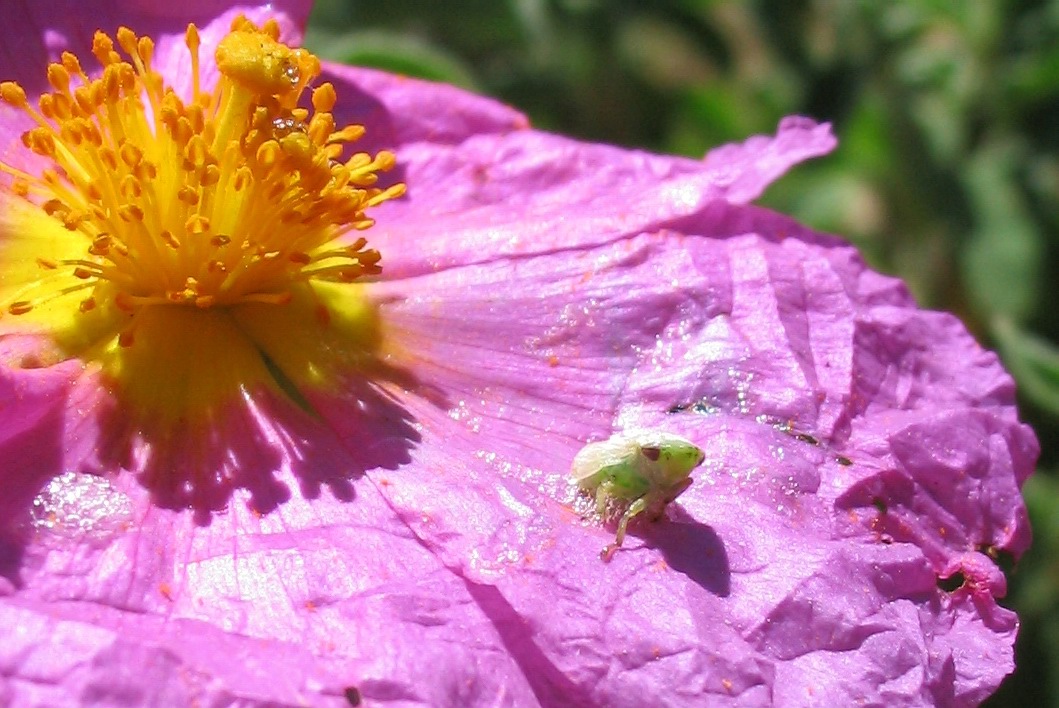 Philaenus spumarius (Homoptera, Cercopidae)